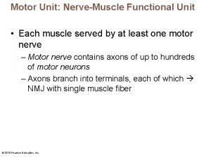 Motor Unit NerveMuscle Functional Unit Each muscle served