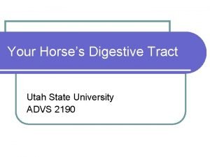 Your Horses Digestive Tract Utah State University ADVS