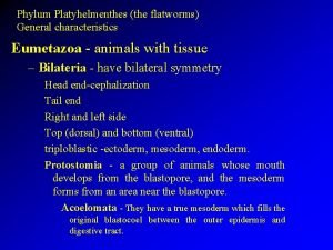 Eumetazoa characteristics