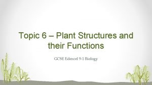 Plant structure gcse