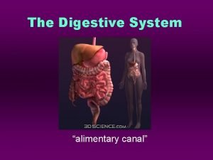 Function of digestive tract