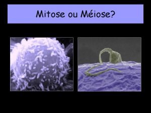 Anaphase de la mitose