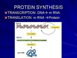 PROTEIN SYNTHESIS TRANSCRIPTION DNA m RNA TRANSLATION m