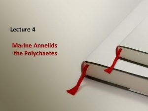 Parapodia in polychaetes