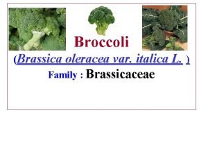 Broccoli Brassica oleracea var italica L Family Brassicaceae