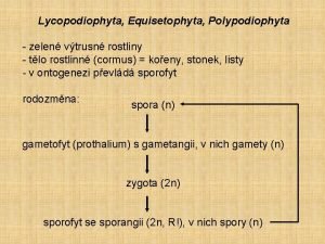 Lycopodiophyta Equisetophyta Polypodiophyta zelen vtrusn rostliny tlo rostlinn