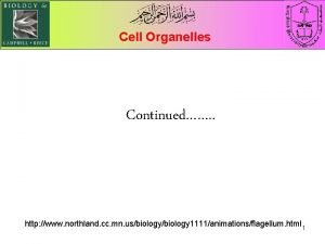 Cell Organelles Continued http www northland cc mn