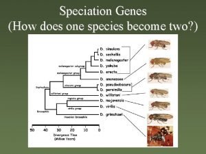 Parapatric speciation Parapatric speciation