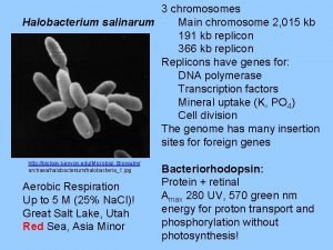 3 chromosomes Halobacterium salinarum Main chromosome 2 015
