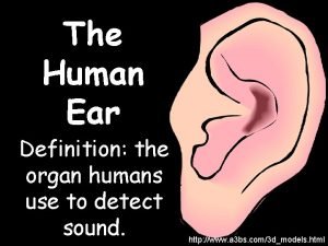 The Human Ear Definition the organ humans use