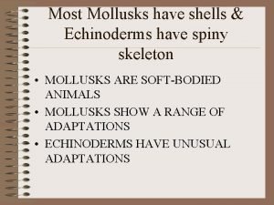 Mollusca skeletal system