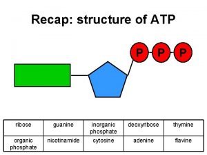 Recap structure of ATP P ribose guanine inorganic