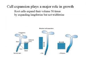Meristem