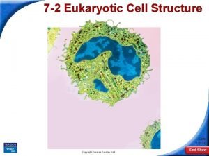 7-2 eukaryotic cell structure