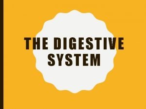 THE DIGESTIVE SYSTEM FUNCTIONS OF THE DIGESTIVE SYSTEM