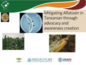 Mitigating Aflatoxin in Tanzanian through advocacy and awareness