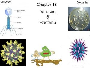 VIRUSES Chapter 18 Bacteria Viruses Bacteria 1 Viruses VIRUSES Chapter 18 Bacteria Viruses Bacteria 1 Viruses