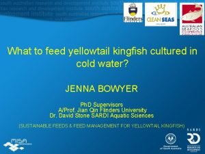 What to feed yellowtail kingfish cultured in cold