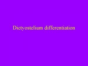 Dictyostelium differentiation Announcements next two lab sessions are