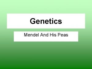 Genetics Mendel And His Peas Genetics the scientific