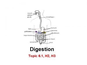 Digestive juices examples