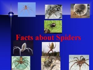 Facts about Spiders The Black Widow The life