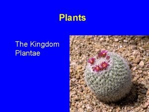 Kingdom plantae characteristics
