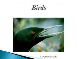Birds classification