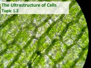 Photosynthetic cells