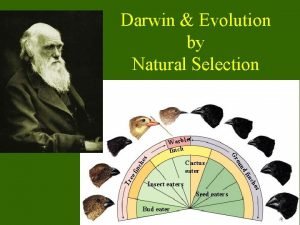 Darwin Evolution by Natural Selection s ch e