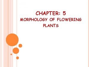 Parts of a typical flowering plant Parts of a typical flowering plant