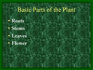 Basic Parts of the Plant Roots Stems Leaves