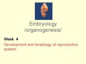 Embryology organogenesis Week 4 Development and teratology of