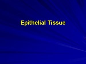 Epithelial Tissue Key Terms Histology the study of
