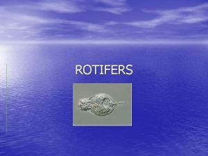 Rotifer facts