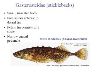 Gasterosteidae sticklebacks Small unscaled body Free spines anterior