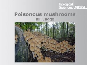 Poisonous mushrooms Bill Indge Poisonous mushrooms Bringing it
