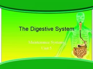Small intestine mechanical digestion