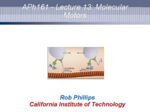 APh 161 Lecture 13 Molecular Motors Rob Phillips