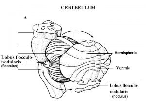 Cerebellum lobus flocculonodularis