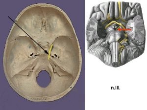 Gl lacrimalis innervation