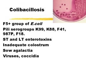 Colibacillosis F 5 group of E coli Pili