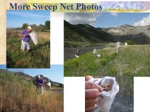 More Sweep Net Photos Insect Storage Transport q