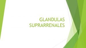 GLANDULAS SUPRARRENALES GLNDULAS SUPRARRENALES Se encuentran encima de