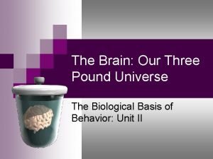 3 pound brain