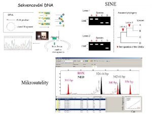 SINE Mikrosatelity A G Single nucleotide polymorphisms SNPs