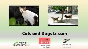 Cats and Dogs Lesson Kam na mauri What