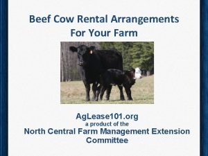 Beef Cow Rental Arrangements For Your Farm Ag