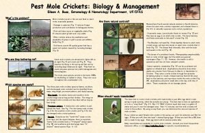 Pest Mole Crickets Biology Management Eileen A Buss