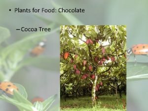 Plants for Food Chocolate Cocoa Tree Description of